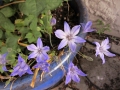 scilla-2