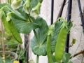 snowpeas