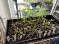 tomato-seedlings