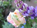 tulip-and-lupine