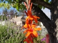 watsonia