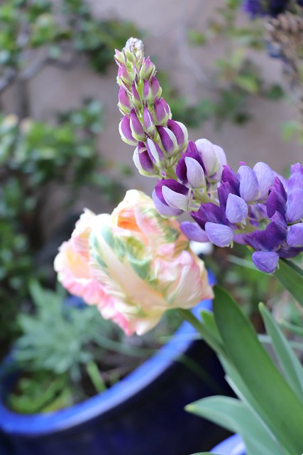 tulip-and-lupine