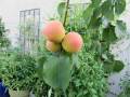 2019-june-apricots