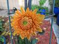 2019-june-ball-dahlia