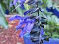 2019-june-black-blue-salvia