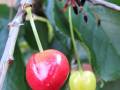 2019-june-cherry