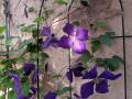 2019-june-clematis