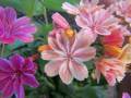2019-june-lewisia