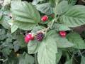 2019-june-marionberry