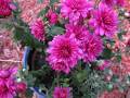 2019-june-mum