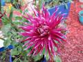 2019-june-semi-cactus-dahli