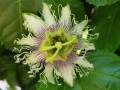 passionfruit