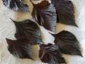 shiso-leaves