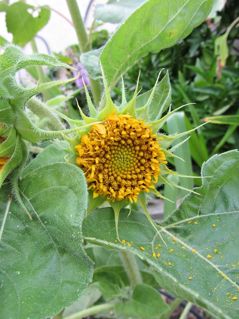 sunflower1