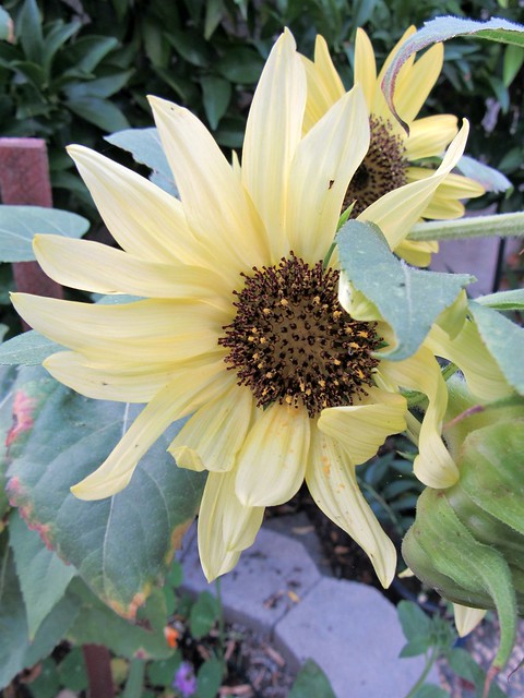 sunflower4