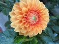 ball-dahlia