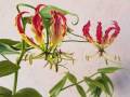 gloriosa-vine