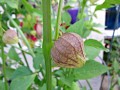 ripe-tomatillo