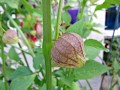 ripe-tomatillo