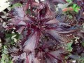 shiso