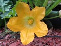 squash-blossom