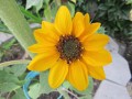 sunflower3