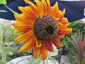 sunflower5