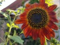 sunflower6