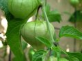 tomatillo_green-660x330