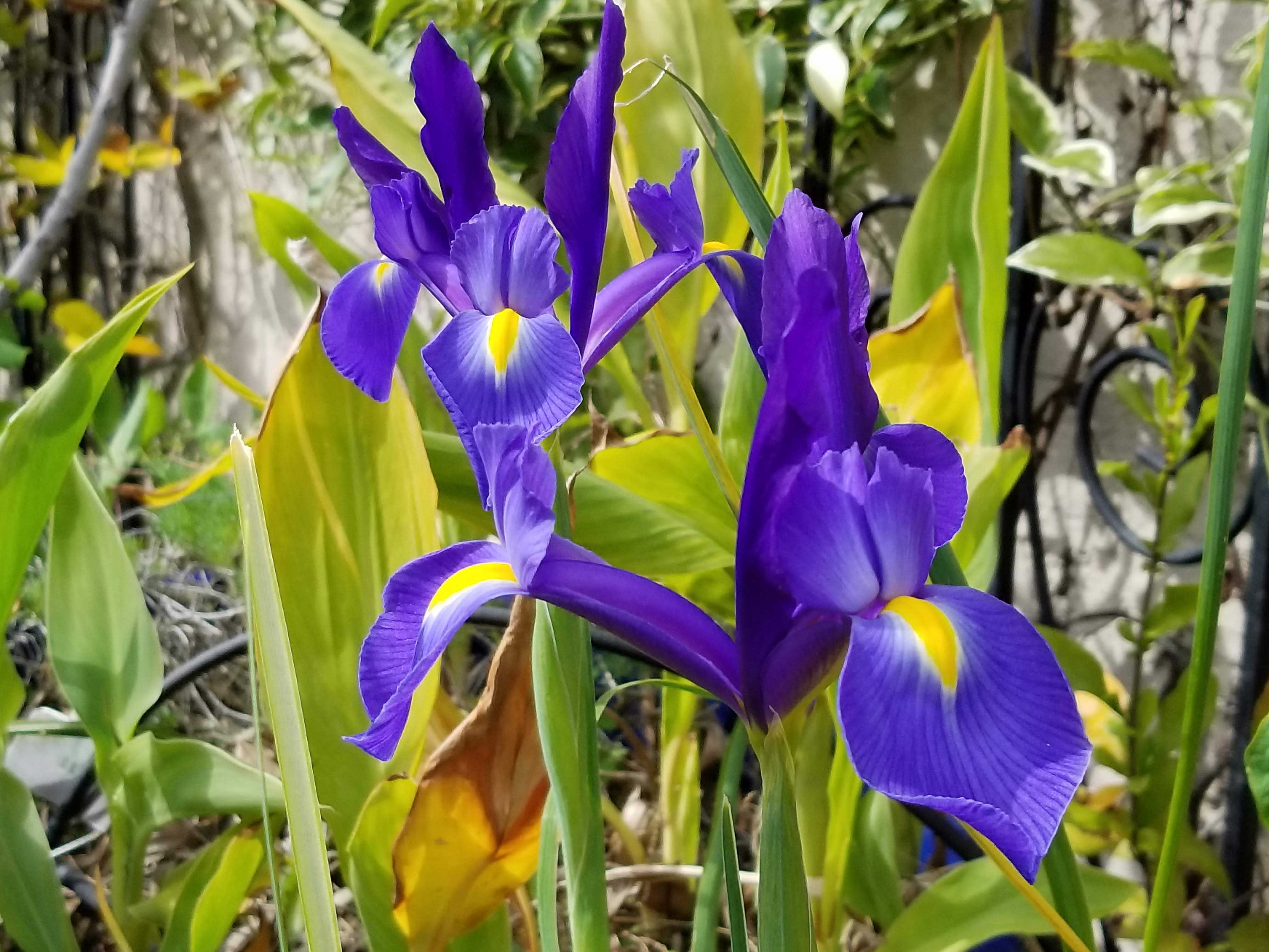 dutch-iris-1