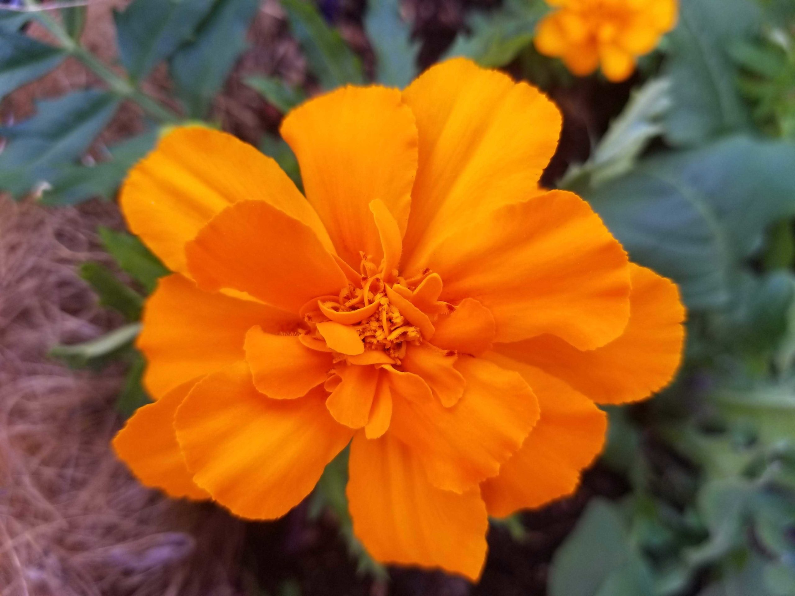 marigolds-scaled