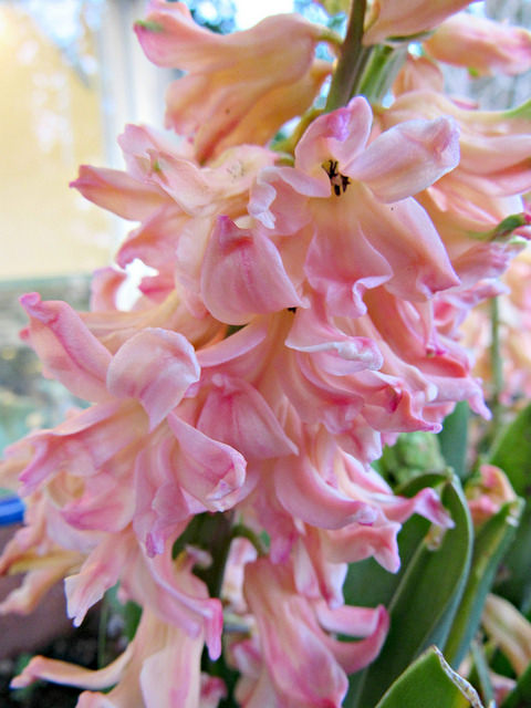 pink-hyacinth