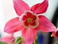 1_columbine