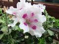 1_mw-geranium