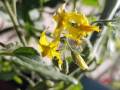 2020-first-tomato-blossoms