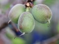 apricot-new-fruit