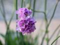 armeria-ballerina-lilac