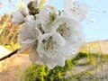 cherry-blossoms