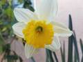 daffodil