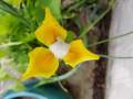 dutch-iris-4