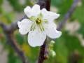 first-santarosaplum-blossom