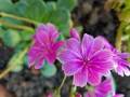 lewisia-siskiyou-pink