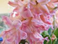 pink-hyacinth