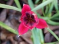 wild-tulip-1