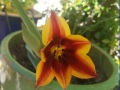 wild-tulip-3