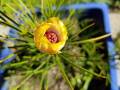 yellow-alyogyne