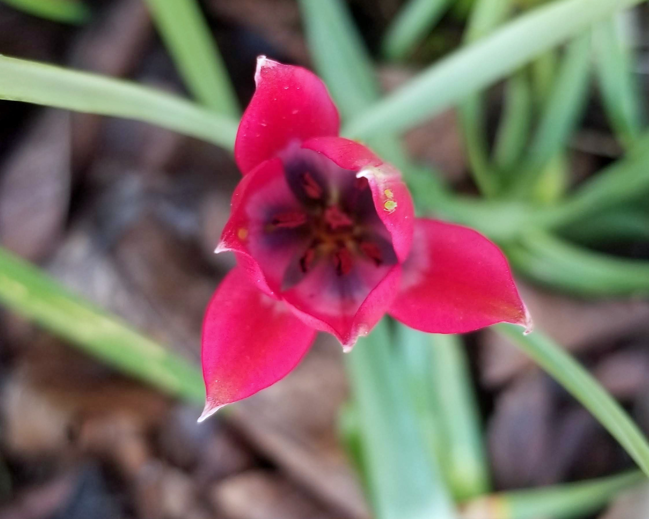 wild-tulip-1