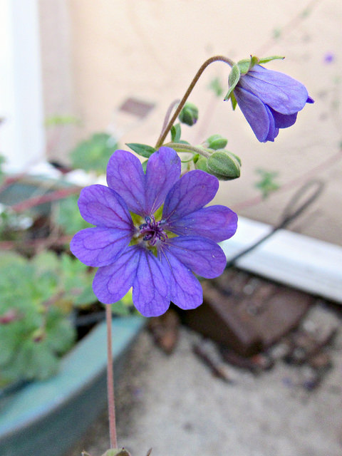 bill-wallis-geranium