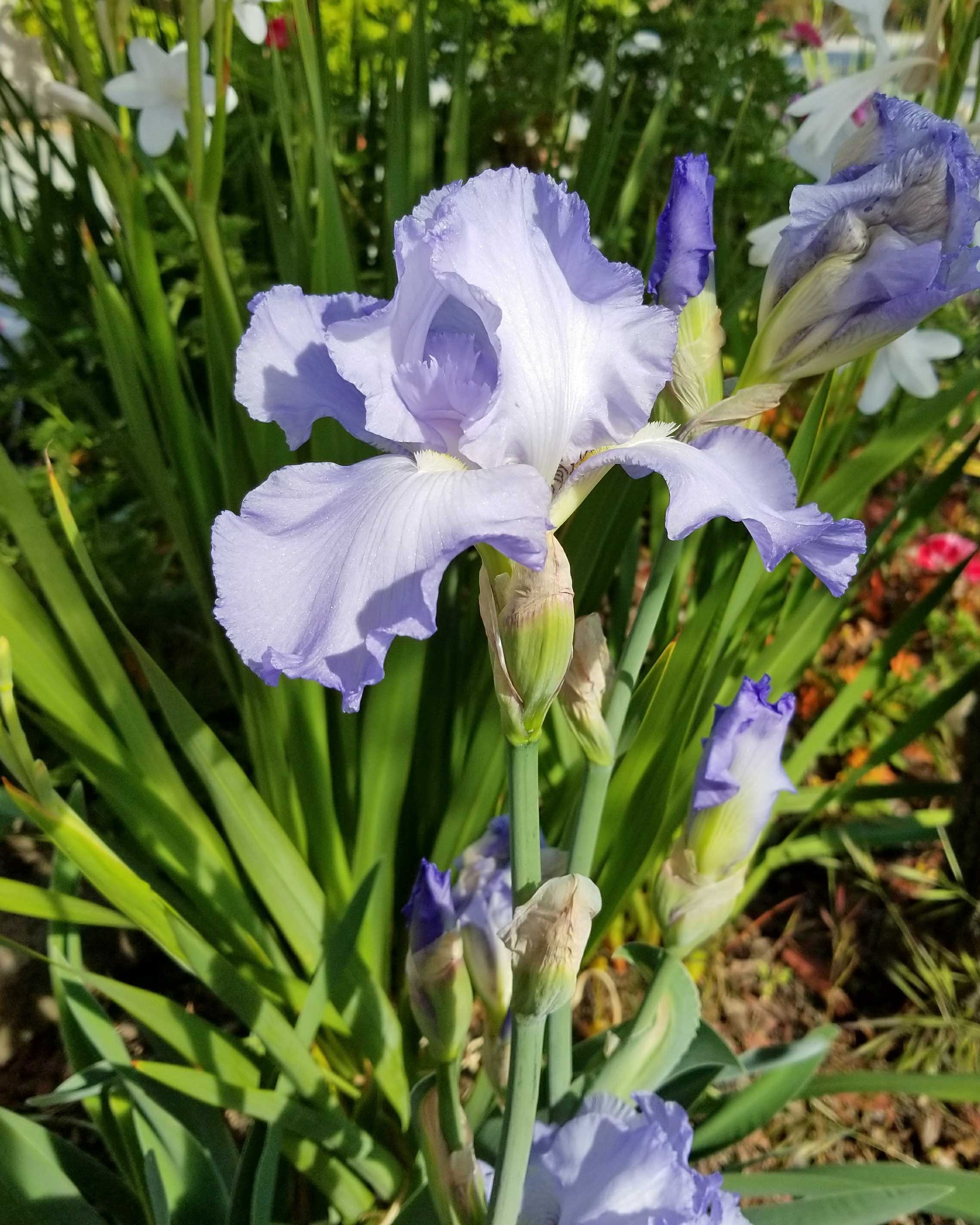 blue-iris