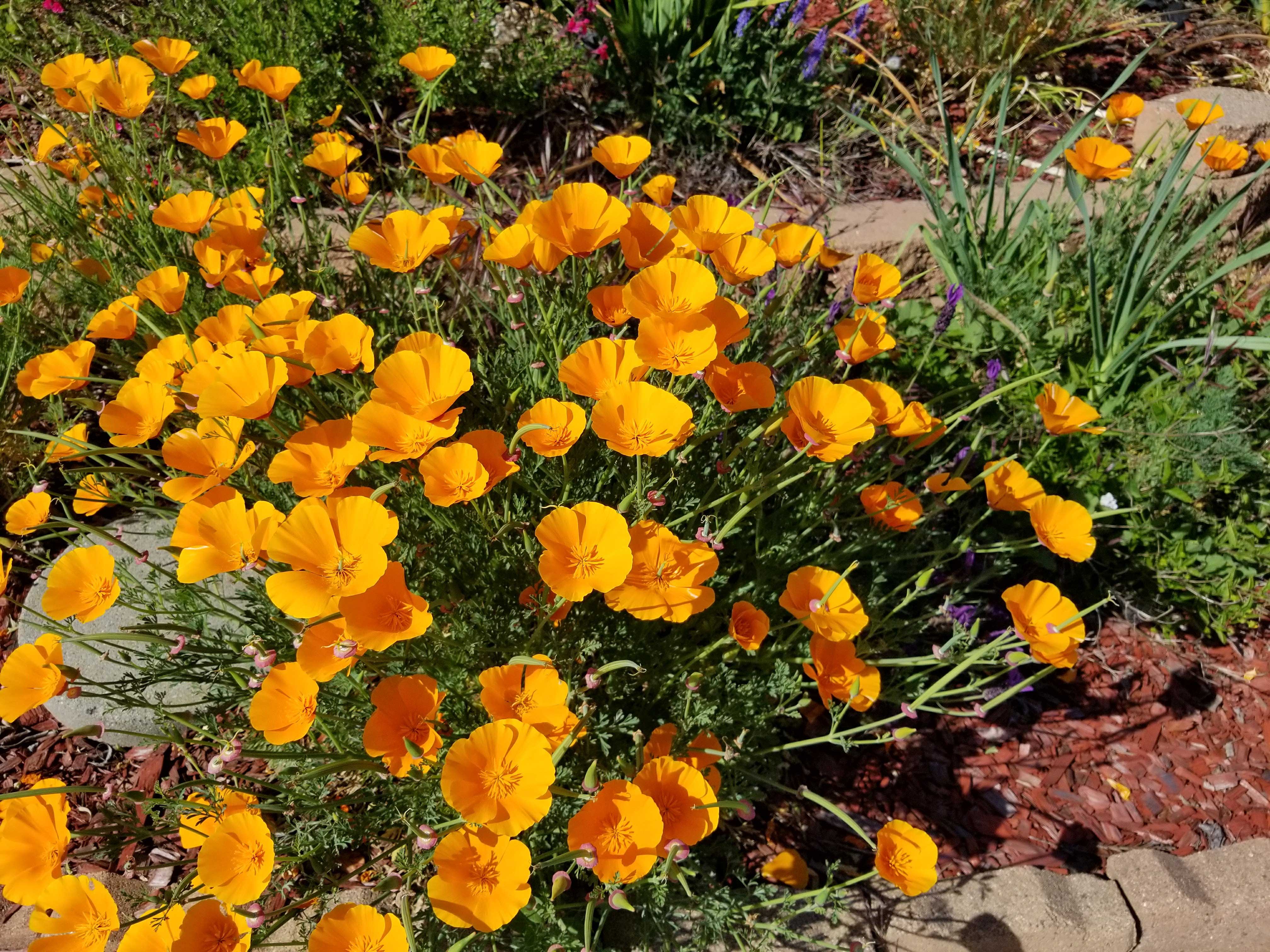 cal-poppies